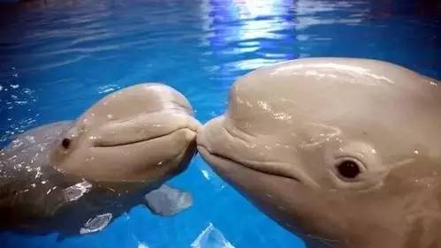 去青岛看海去迪士尼,青岛迪士尼乐园