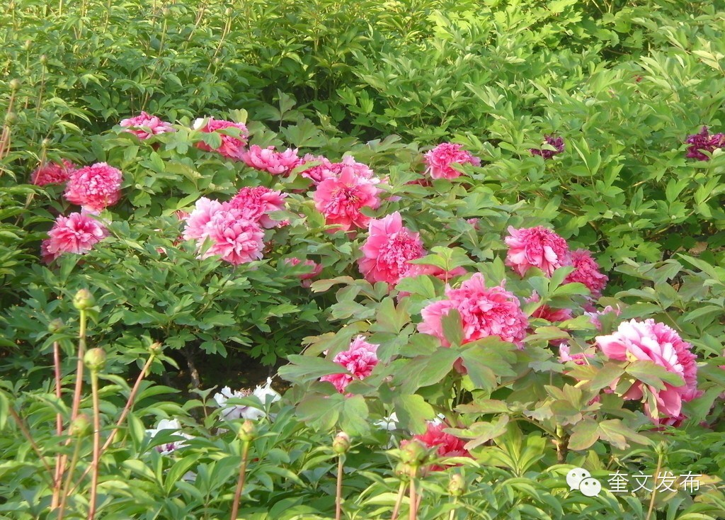 小手牵大手一同去郊游,小手拉着大手一起郊游