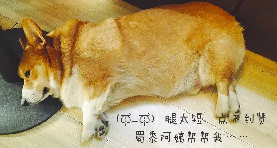 祸黑犬缘为哪般，察端倪智用乳齿