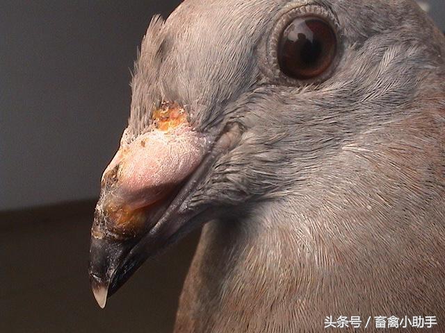 鸽舍爆发鸽痘怎么办,鸽子生鸽豆是不是没得救了