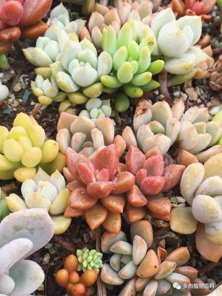 多肉吸收露水会长得更好吗,露养多肉有露水怎么办