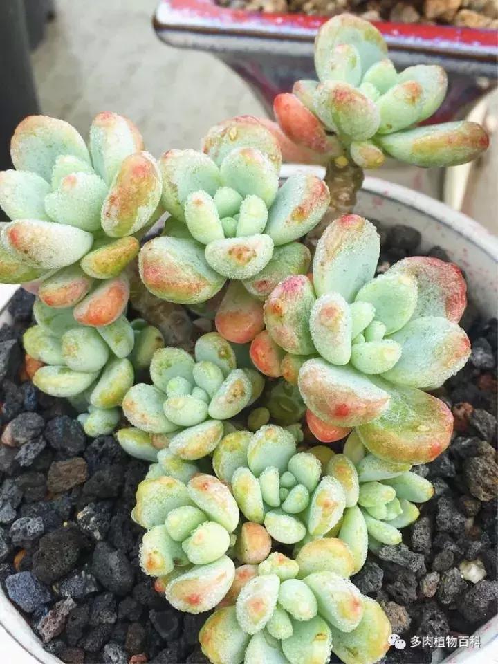 多肉吸收露水会长得更好吗,露养多肉有露水怎么办