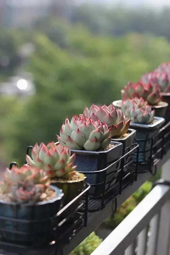 迷人的多肉阳台,韩国主妇阳台