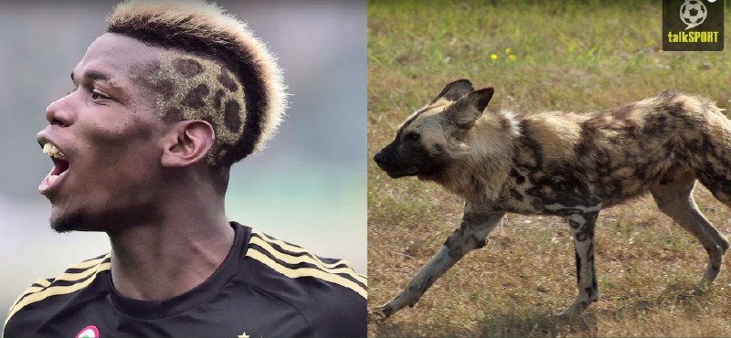 太像了！太像了！你喜欢的足球运动员像什么动物？