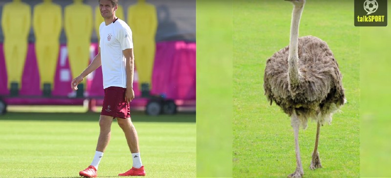 太像了！太像了！你喜欢的足球运动员像什么动物？