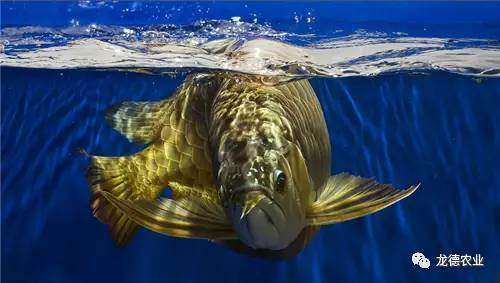 龙鱼挑食龙鱼拒食全攻略,龙鱼换季趴缸拒食怎么解决