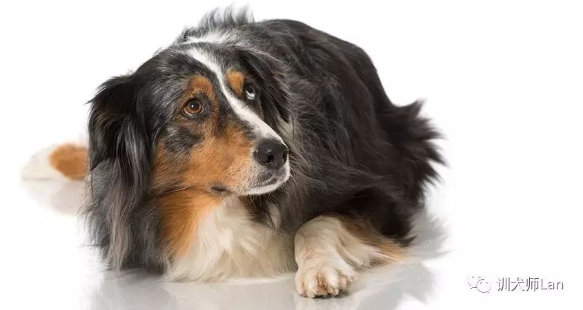 狗狗实在不听话可以用棍子吓它吗,怎么训练调皮不听话的狗狗