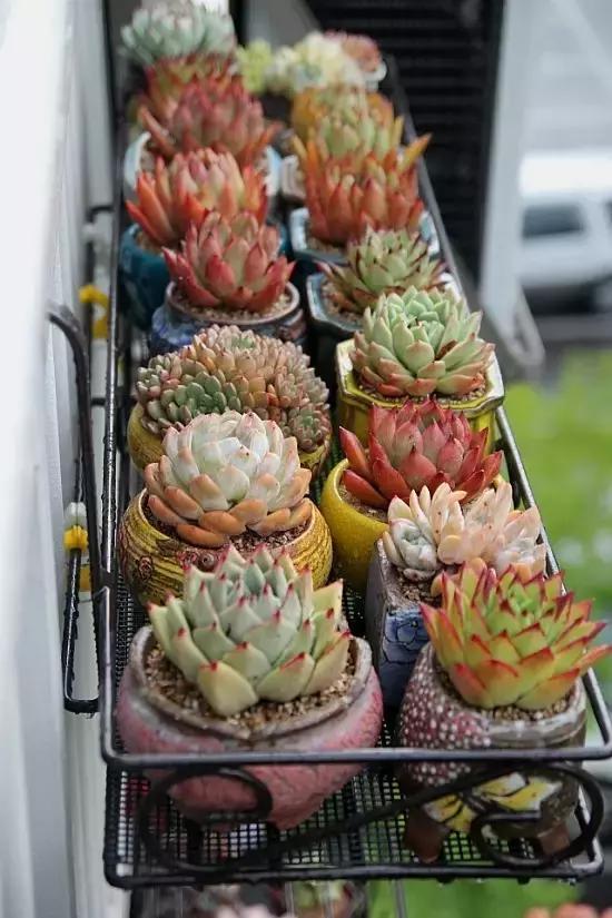 迷人的多肉阳台,韩国主妇阳台