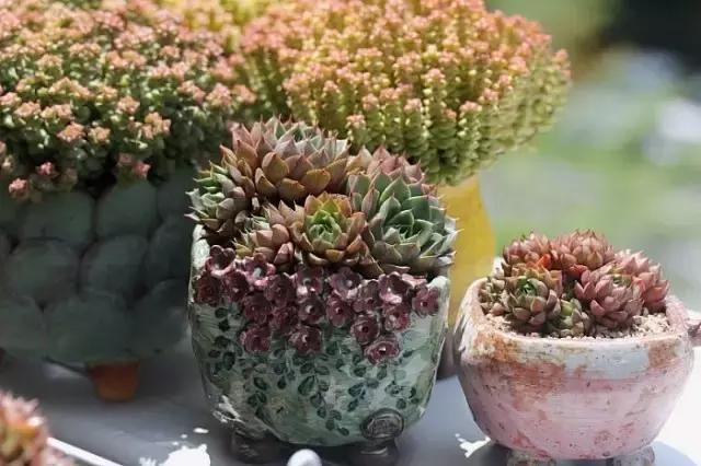 迷人的多肉阳台,韩国主妇阳台