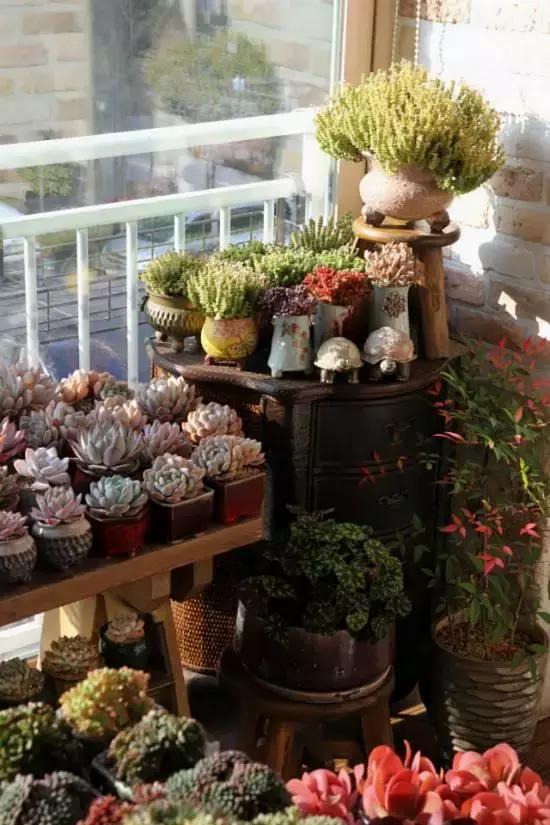 迷人的多肉阳台,韩国主妇阳台