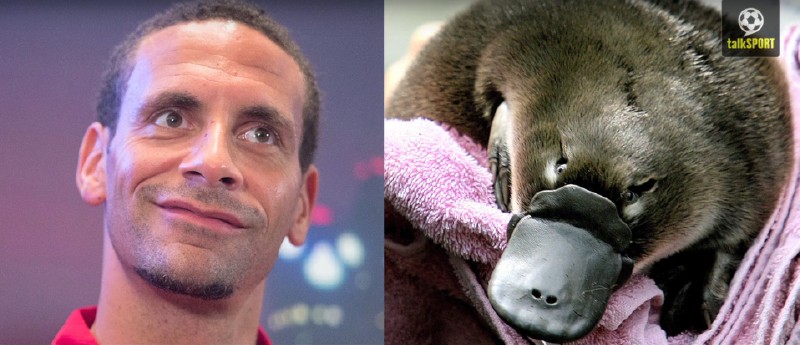 太像了！太像了！你喜欢的足球运动员像什么动物？