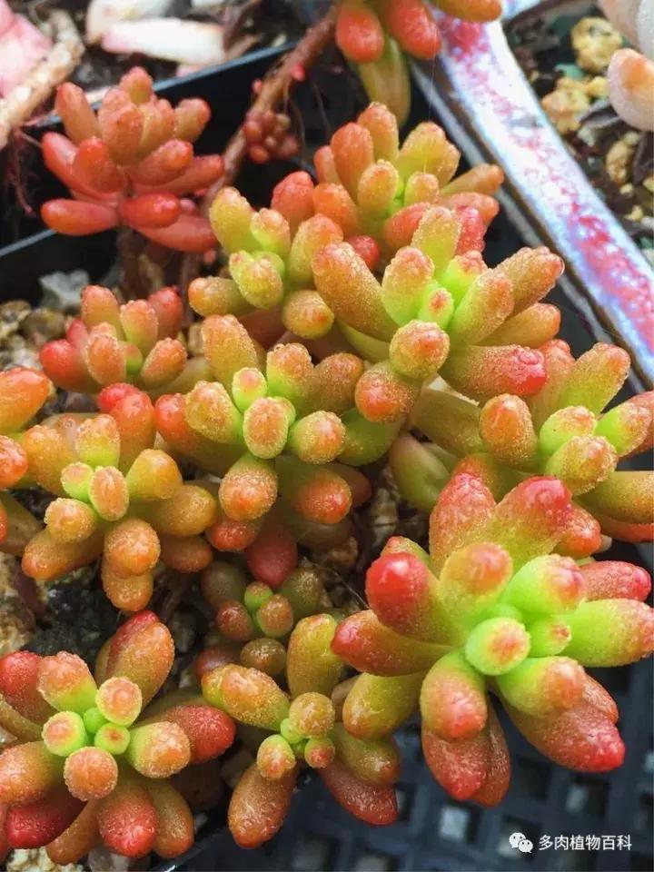 多肉吸收露水会长得更好吗,露养多肉有露水怎么办