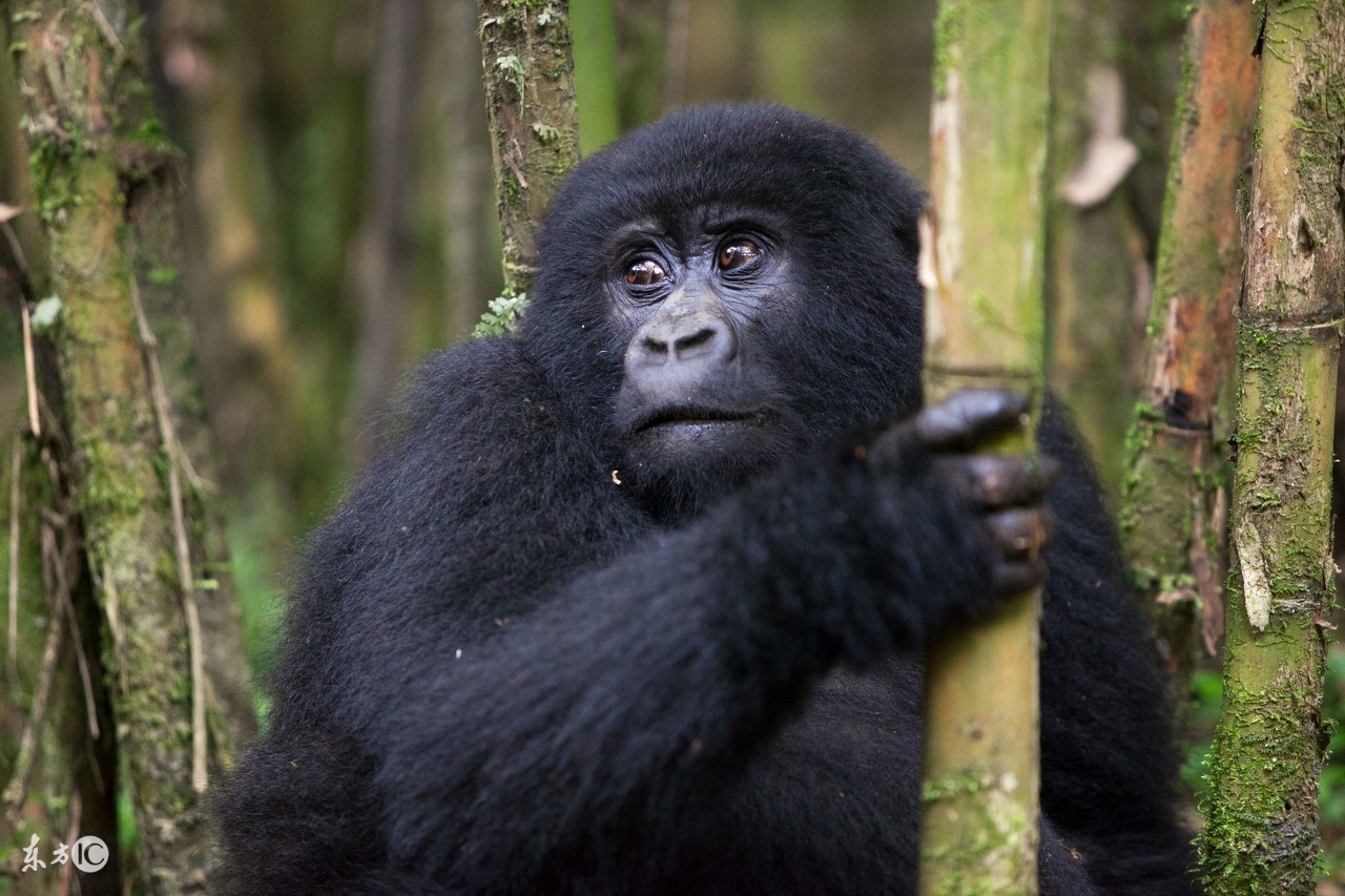 搞笑四毛搞笑视频,特搞笑的搞笑视频