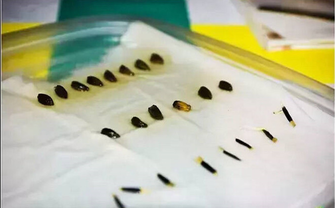 阳台种菜的步骤和方法,阳台种菜的方法全过程