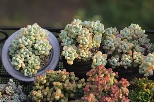 迷人的多肉阳台,韩国主妇阳台