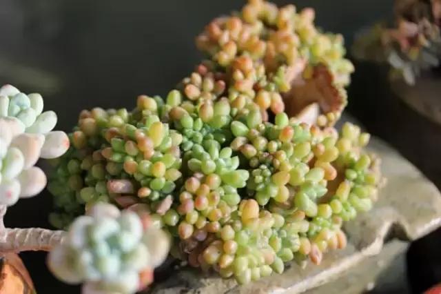 迷人的多肉阳台,韩国主妇阳台