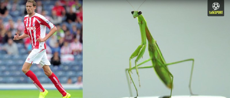 太像了！太像了！你喜欢的足球运动员像什么动物？