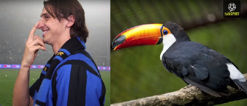 太像了！太像了！你喜欢的足球运动员像什么动物？