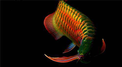 龙鱼挑食龙鱼拒食全攻略,龙鱼换季趴缸拒食怎么解决