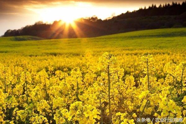 农业创业失败的5个原因,创业99%的人都失败了