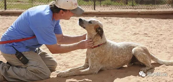 狗狗实在不听话可以用棍子吓它吗,怎么训练调皮不听话的狗狗