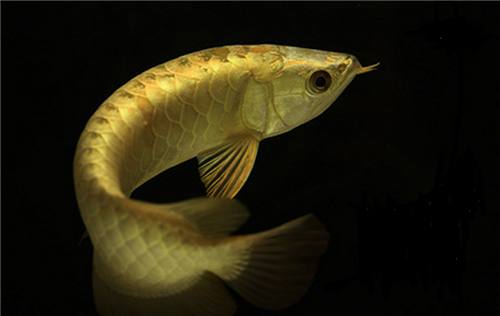 龙鱼挑食龙鱼拒食全攻略,龙鱼换季趴缸拒食怎么解决