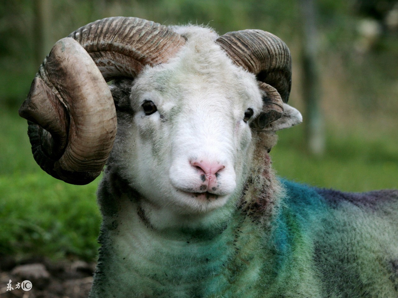 生肖羊农历10月运势,生肖羊202112月运势