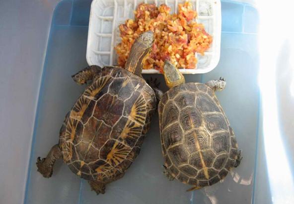 乌龟如何防止冬眠,如何让乌龟安全度过冬眠