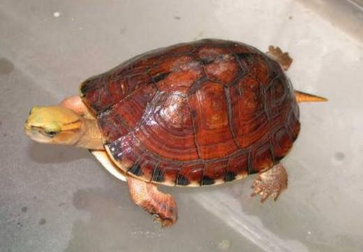 乌龟如何防止冬眠,如何让乌龟安全度过冬眠