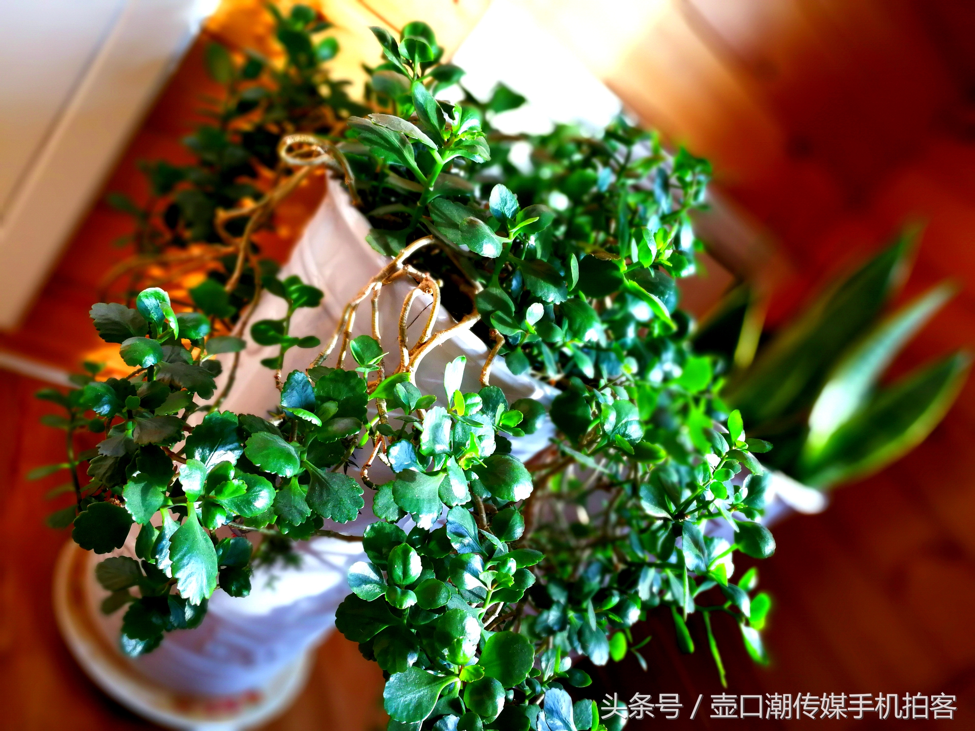 临汾：手机拍拍工作室的花~再好的装修也比不了和大自然和谐相处