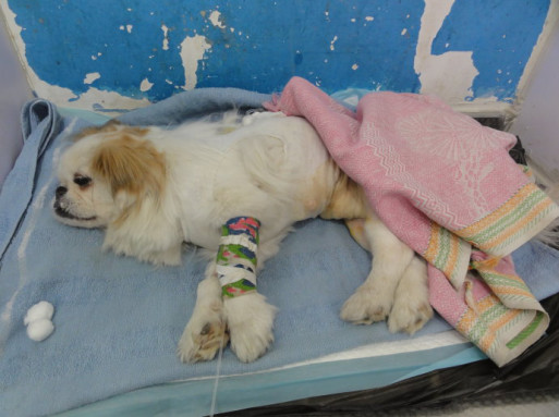 狗狗生病应该吃的小药,狗狗生病了要不要打扰它