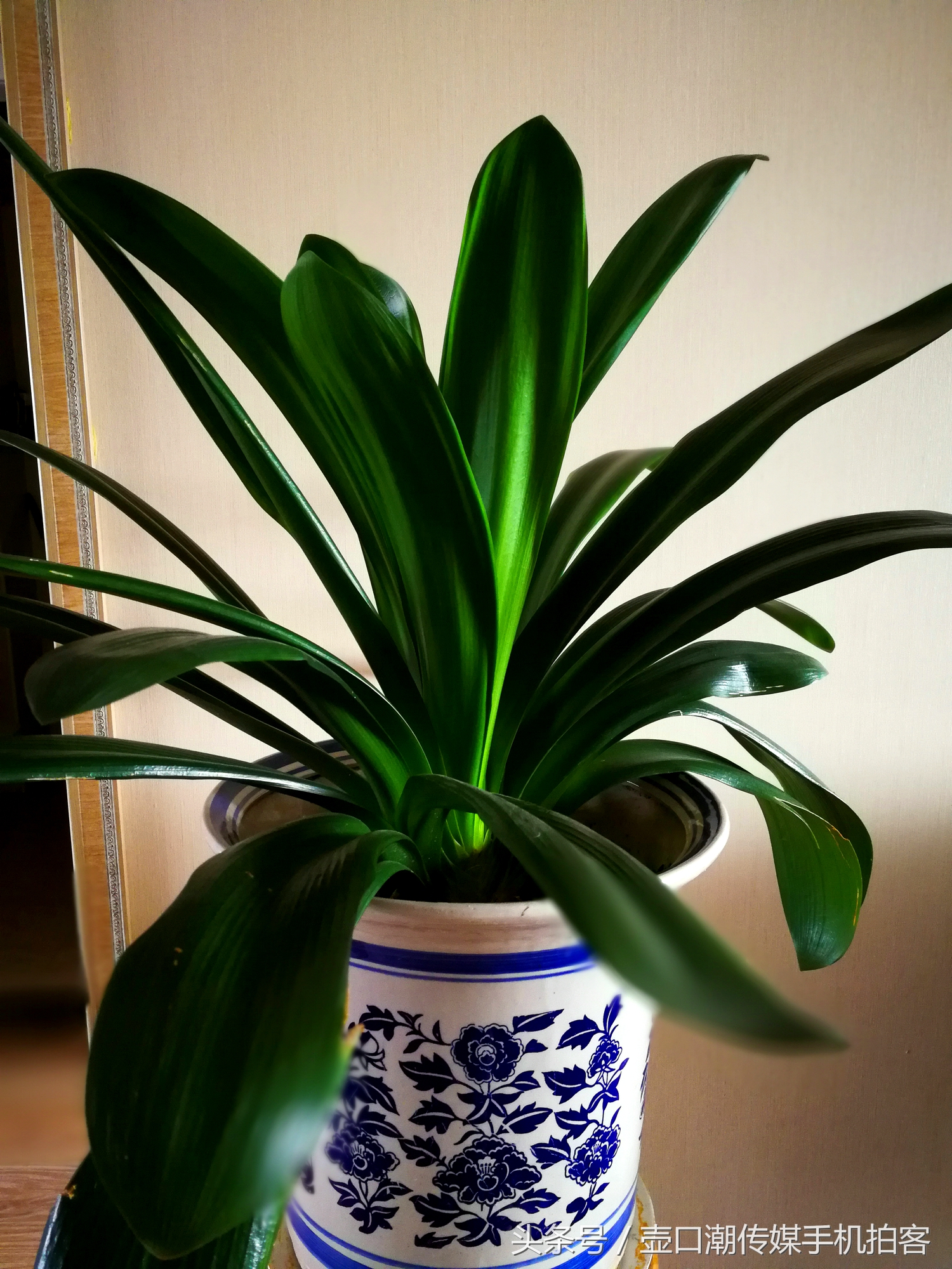 临汾：手机拍拍工作室的花~再好的装修也比不了和大自然和谐相处