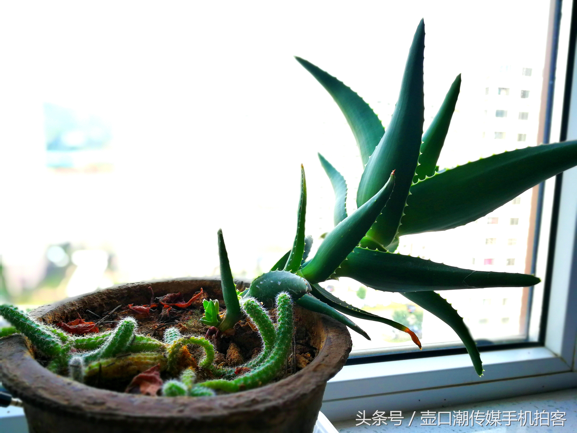 临汾：手机拍拍工作室的花~再好的装修也比不了和大自然和谐相处