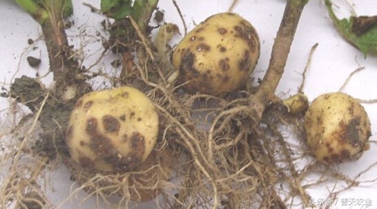 马铃薯疮痂病发生症状,马铃薯疮痂病的发病症状