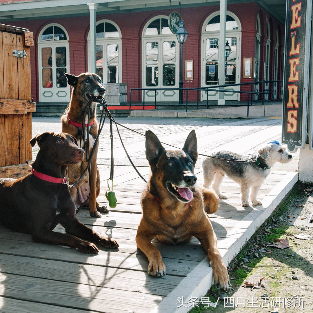 家有毛孩子｜老司机说不买齐这些甭养狗