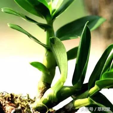 铁皮石斛鲜榨汁,铁皮石斛鲜榨汁有什么作用