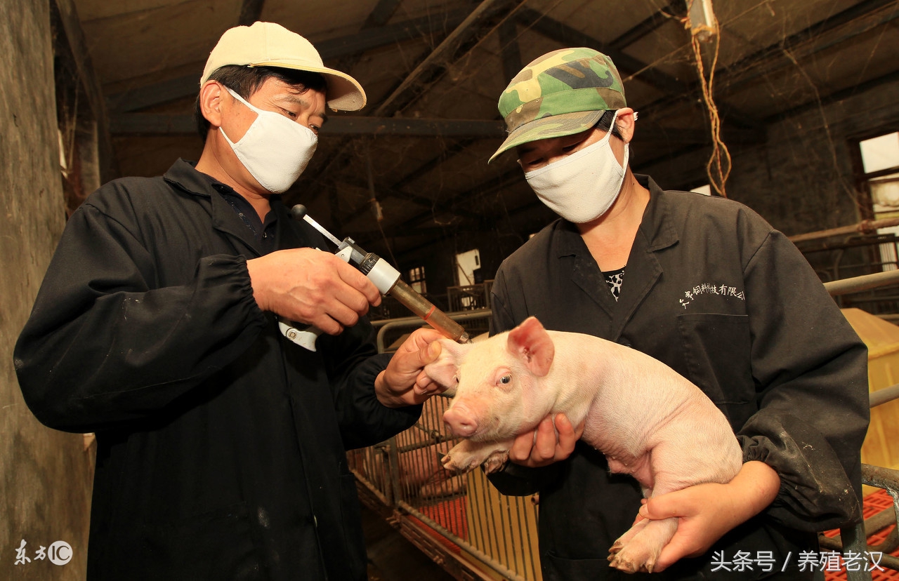 猪厌食不爱吃东西怎么办,猪消瘦不吃食是什么原因怎么治疗