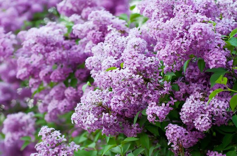 神奇！“花”也能活血调经抗衰老！让女人像花一样美丽！