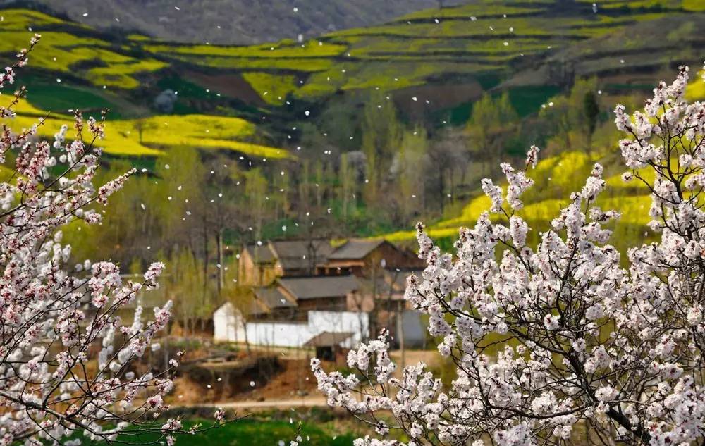 洛阳适合中学生好玩免费景点,洛阳各个景点的介绍