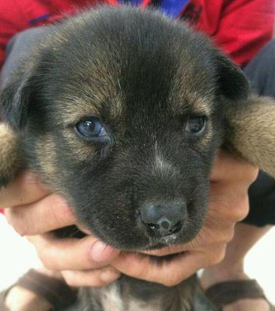 各个国家的土狗图片,20个国家土狗图片