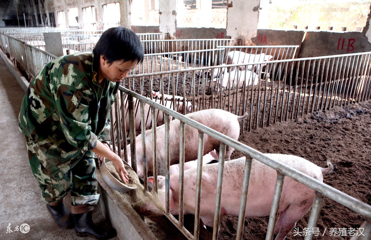 猪厌食不爱吃东西怎么办,猪消瘦不吃食是什么原因怎么治疗