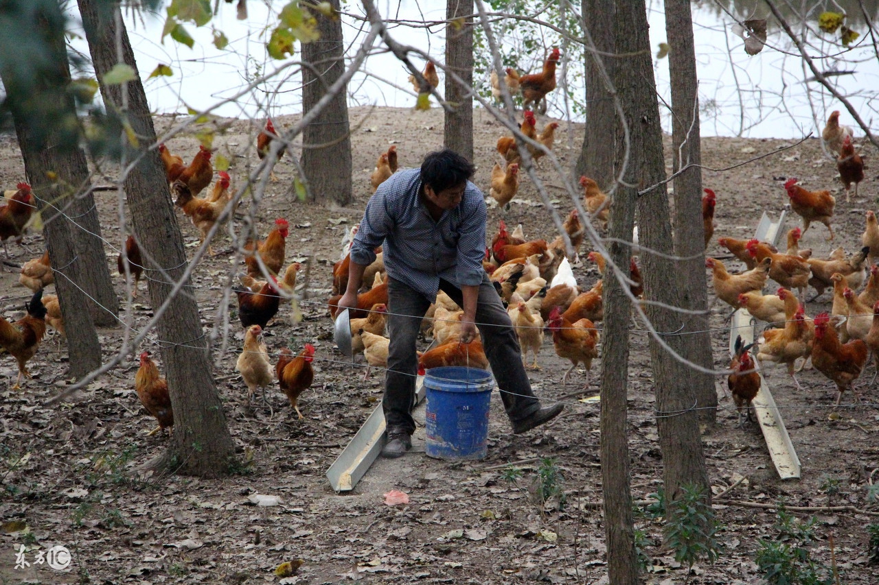 农村小规模养殖什么好卖,农村创业种植好还是养殖好
