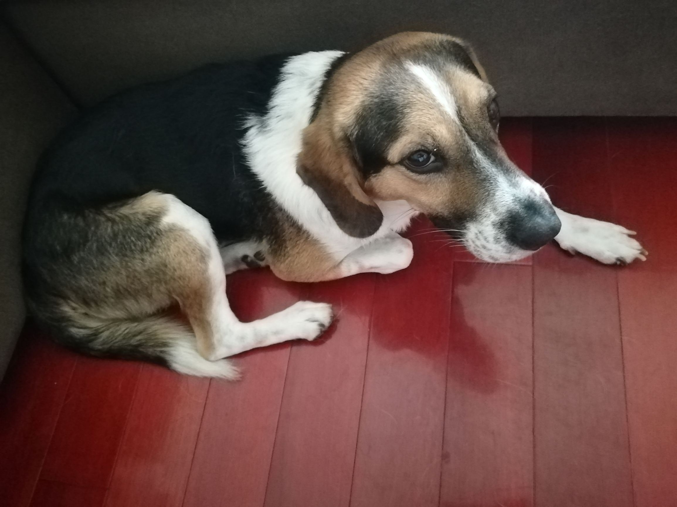 带狗狗5日自驾出游全攻略,一人一狗自驾游全攻略