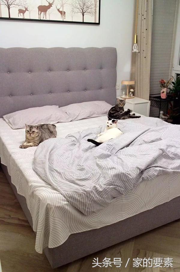 拒绝性冷淡，她把马卡龙色涂上了墙