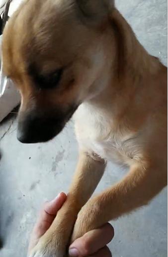 泰迪狗死了女子大哭,小奶狗泰迪突然死了怎么回事