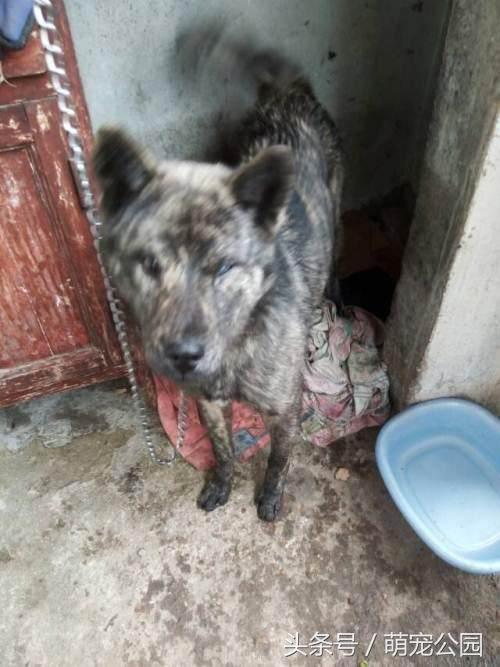 中华田园犬是秋田犬的祖先,中华田园犬日本犬历史