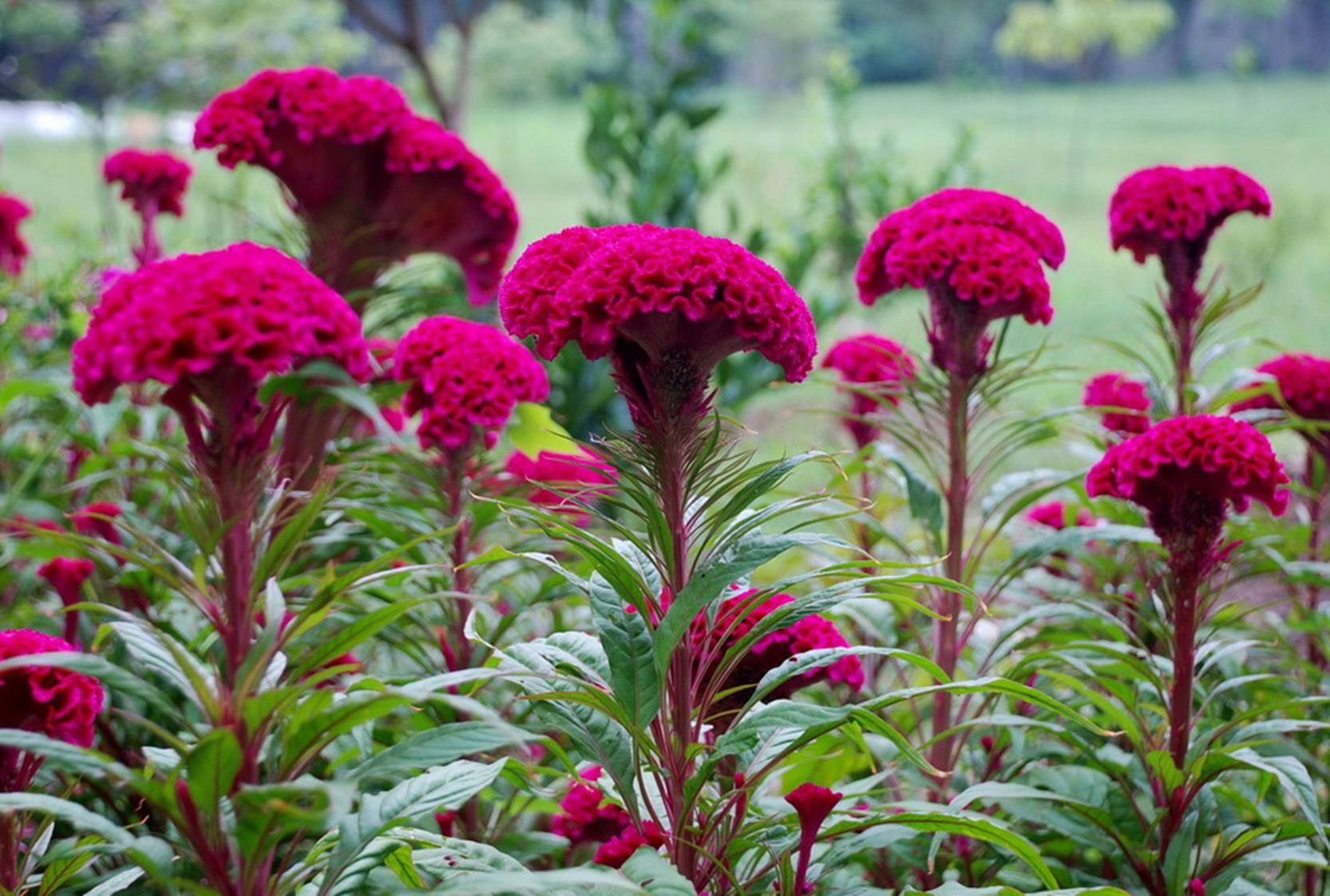 神奇！“花”也能活血调经抗衰老！让女人像花一样美丽！
