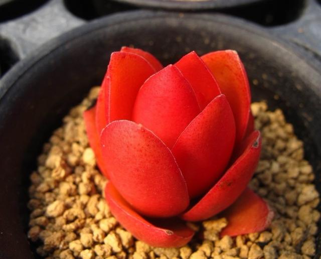 多肉火祭怎么养才能火红色,多肉火祭怎么养着变绿了