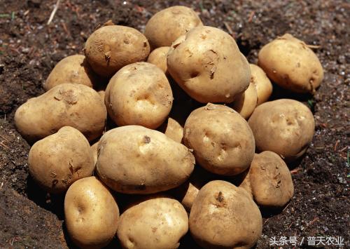 马铃薯疮痂病发生症状,马铃薯疮痂病的发病症状