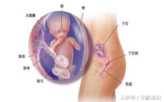 促进胎儿大脑发育吃什么药,促进宝宝脑发育吃什么